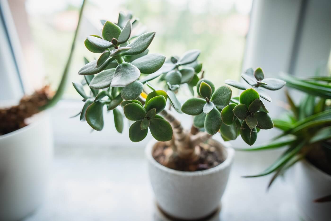 Ultimate Guide to Jade Plant Care at Home 1