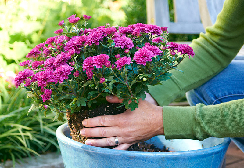 gardening reduces stress lead