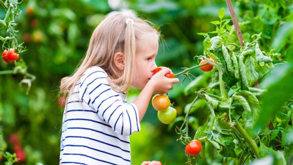 girl tomatoes shutterstock 440076301 0