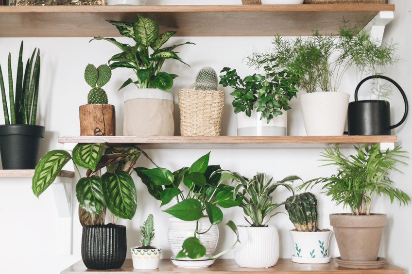 houseplants 21